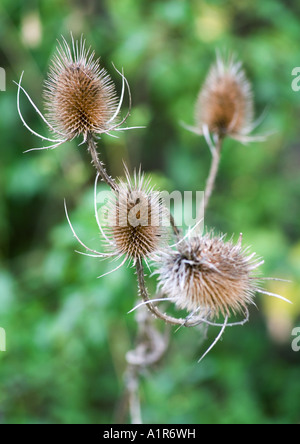 Disteln Stockfoto