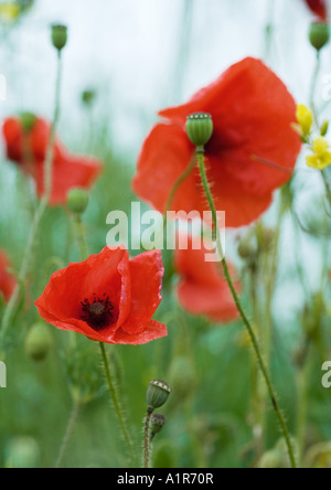 Mohnblumen Stockfoto