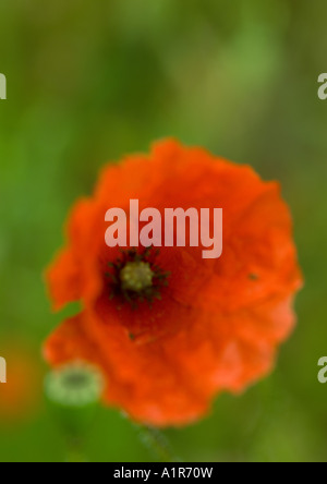 Mohn Stockfoto