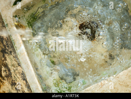 Wasser läuft in schmutzige Waschbecken Stockfoto