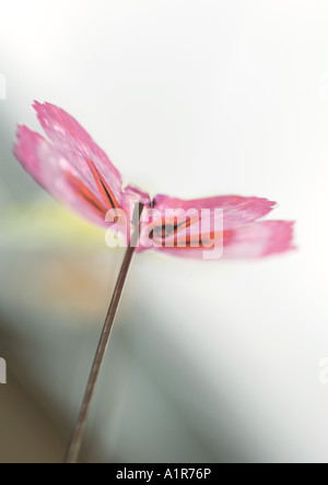 Schmetterling Dekoration Stockfoto
