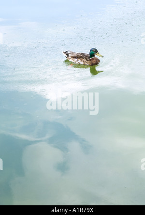 Stockente auf Wasseroberfläche Stockfoto