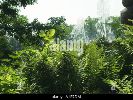 Vegetation, Wasser-Brunnen im Hintergrund Stockfoto