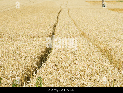 Tiretracks im Weizenfeld Stockfoto