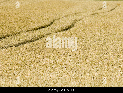 Tiretracks im Weizenfeld Stockfoto