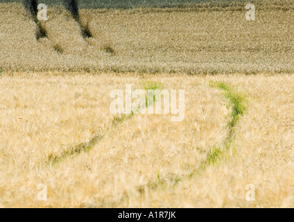 Tiretracks im Weizenfeld Stockfoto