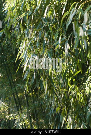Bambus wächst Stockfoto