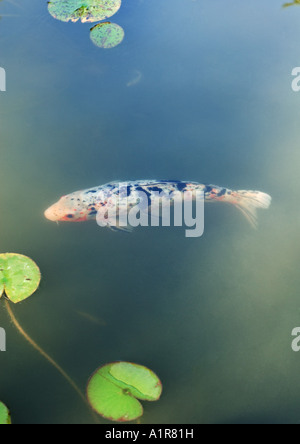 Koi-Karpfen im Teich Stockfoto