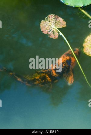 Koi-Karpfen im Teich Stockfoto