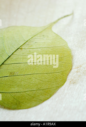 Blatt Stockfoto