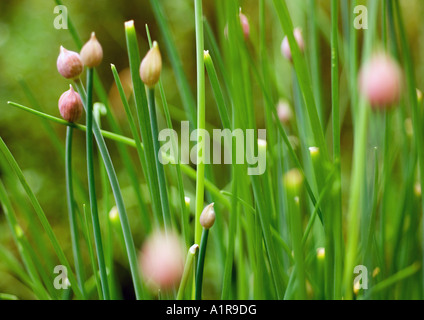 Schnittlauch Pflanzen Stockfoto