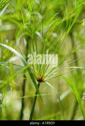 Papyrus Stockfoto