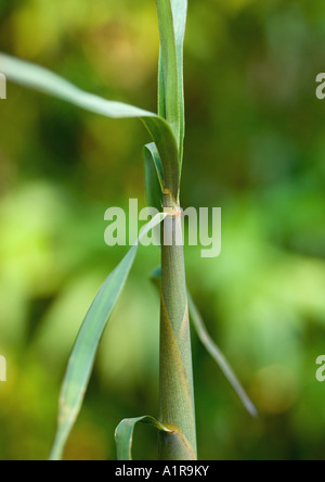 Zuckerrohr (Saccharum) Stockfoto