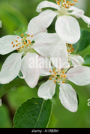 Clematis-Blüten Stockfoto