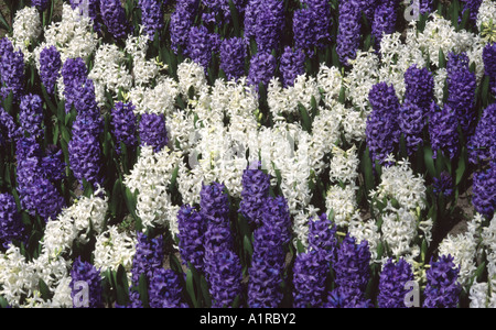 Blaue und weiße Hyazinthen (Hyacinthus Orientalis) in Form der schottischen Nationalflagge angeordnet Stockfoto