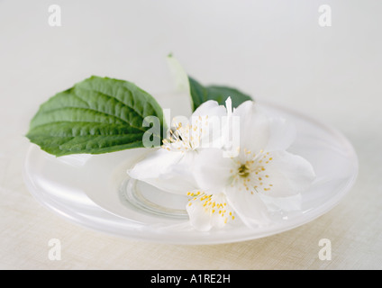 Mock Orange Blüten und Blätter in Schale Stockfoto