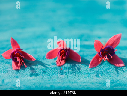 Fuchsie Blüten Stockfoto