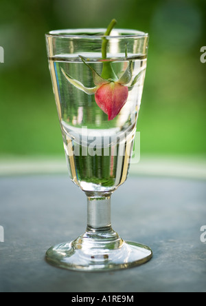 Rosenknospe in Glas Wasser Stockfoto