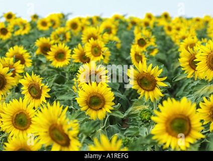 Feld von Sonnenblumen Stockfoto