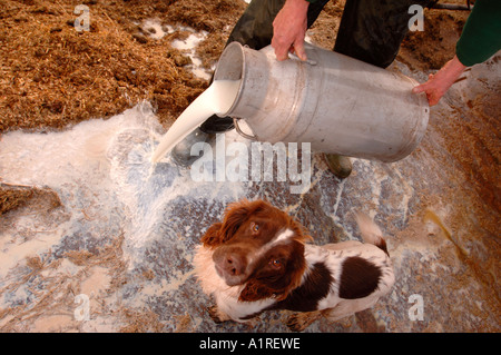 MOLKEREI-BAUER DAVID HANDLEY VORSITZENDER DES BAUERN FÜR MAßNAHMEN, DIE WEG GEGOSSEN MILCH SEINE MORGEN AUS PROTEST GEGEN SUPERMÄRKTE WHOL Stockfoto