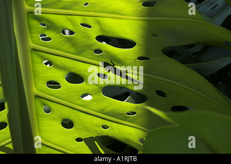 Blatt-Löcher und Gecko Schatten Stockfoto