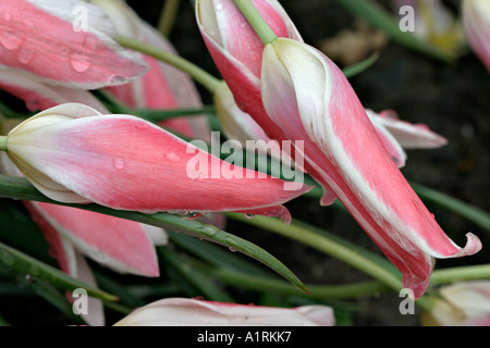 Tulipa Lady Jane rosa und weißen Querflöte wie Tulpen liegend nach einem Regen Atlanta Botanical Gardens Atlanta Georgia USA Stockfoto