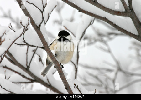Eine Meise sitzt auf dem Schnee bedeckt Zweig eines Zweiges Schuss von unten Ottawa Ontario Kanada Stockfoto