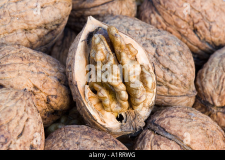 Nahaufnahme der Walnüsse mit Frucht geöffnet, um essbare Nuss Samen Großbritannien aussetzen Stockfoto