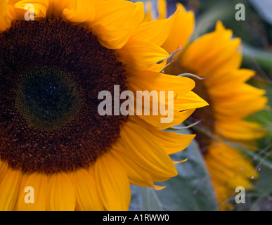 Sonnenblumen im Frühjahr von oben gesehen Stockfoto