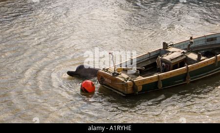 Ein nördlichen Bottlenosed Wal auf dem Fluss Themse London der Wal neben ein leeres Boot neben Albert Bridge vor Anker verloren Stockfoto