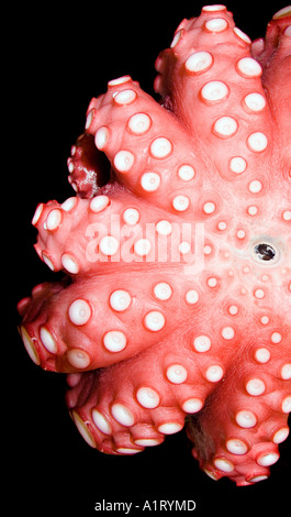 Detail eines Tintenfischs Nahaufnahme schwarzen Hintergrund beliebte Meeresfrüchte Japan Stockfoto