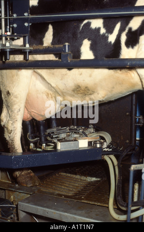 Kuh im automatischen Melkstand Stockfoto
