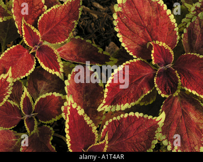 Coleus (solenostemon scutellarioides Syn. coleus Blumei) Stockfoto