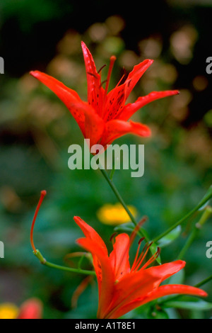 Lebendige rot-Orange-Tiger-Lilien in voller Blüte. Minneapolis Minnesota MN USA Stockfoto