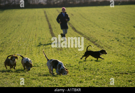 Jagdhase Four Shires Basset Hounds Oxfordshire UK. Jagen mit Hounds, die Bassett Hounds arbeiten, die den Geruch eines Hasen aufspüren. HOMER SYKES AUS DEN 1990ER JAHREN Stockfoto