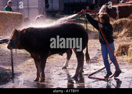 Alle Newark Nottinghamshire Waschen und Vorbereitung einen Stier für den Wettbewerb in England. 1990 s HOMER SYKES Stockfoto