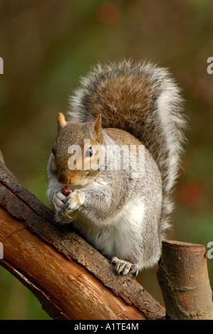 Graue Eichhörnchen Essen Erdnuss Stockfoto