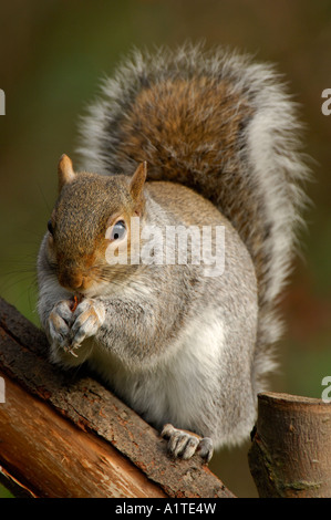 Graue Eichhörnchen Essen Erdnuss Stockfoto