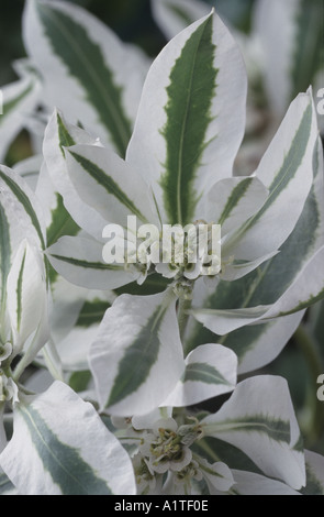Euphorbia Marginata "Sommer Eiszapfen". Stockfoto
