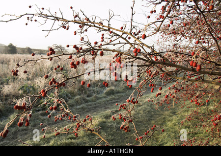 Weißdorn Beeren Crategus Monogyna in Frostwetter mit set Seite Lebensraum UK Dezember Stockfoto