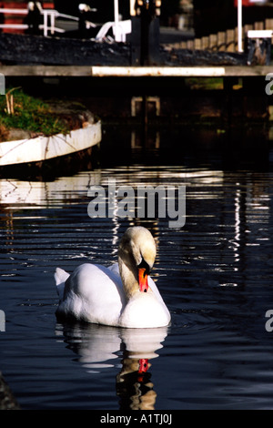 Mute Swan (Cygnus Olor) am Montgomery Kanal im Zentrum von Welshpool, Powys, Wales, UK. Stockfoto