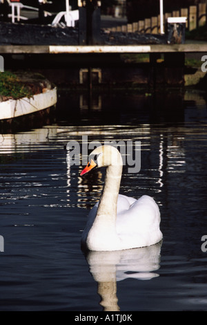 Schwan (Cygnus Olor) am Montgomery Kanal im Zentrum von Welshpool stumm. Powys, Wales, UK. Stockfoto