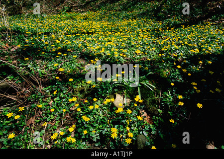 Kleinen Celandines (Ranunculus Ficaria) blüht in Niederwald Wald. Powys, Wales, UK. Stockfoto