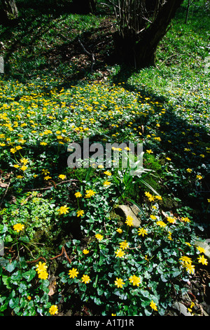 Kleinen Celandines (Ranunculus Ficaria) blüht in Niederwald Wald. Powys, Wales, UK. Stockfoto