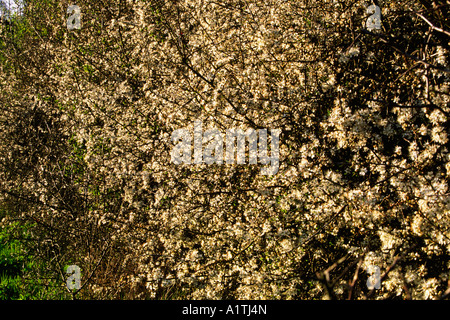 Schlehe (Prunus Spinosa) Hecke Blüte auf einem Bio-Bauernhof. Powys, Wales, UK. Stockfoto