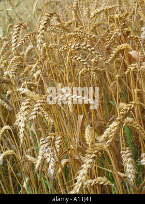 Erntezeit Stockfoto