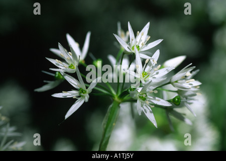 Bärlauch oder Bärlauch (Allium Ursinum) blüht im Wald. Powys, Wales, UK. Stockfoto