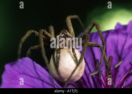 Weibliche Nursery Web Spider (Pisaura Mirabilis). Tragen ihr Ei-Charge in einem Kokon. Powys, Wales, UK. Stockfoto