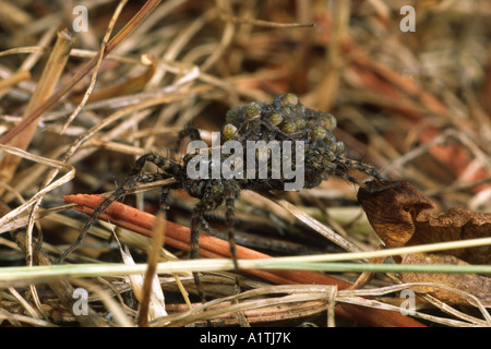 Weibliche Wolfspinne (Pardosa sp.) Trägt sie neu geschlüpften Jungen auf dem Rücken. Powys, Wales, UK. Stockfoto