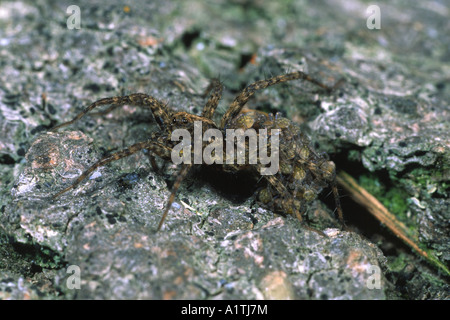 Weibliche Wolfspinne (Pardosa sp.) Trägt sie neu geschlüpften Jungen auf dem Rücken. Powys, Wales, UK. Stockfoto